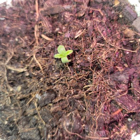Gorilla Glue #4 growlog timeline photo