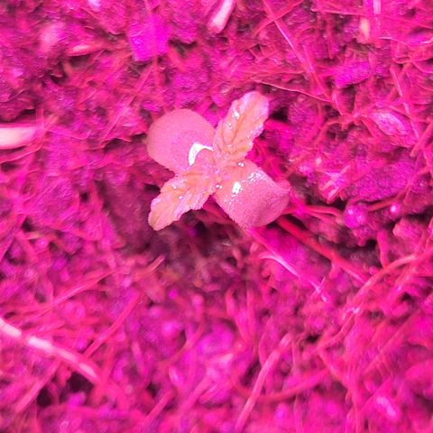 Gorilla Glue #4 growlog timeline photo