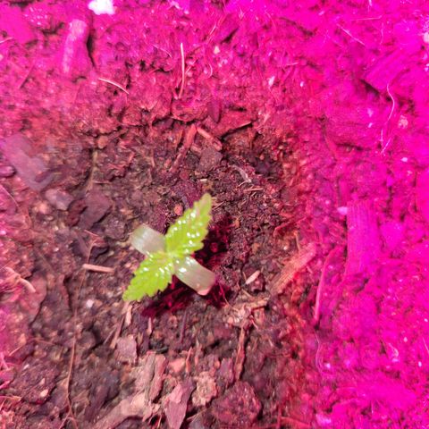 Súper Lemon Haze auto growlog timeline photo