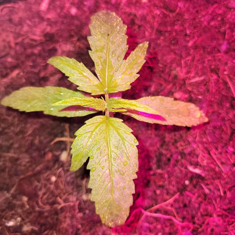 Runtz Auto growlog timeline photo