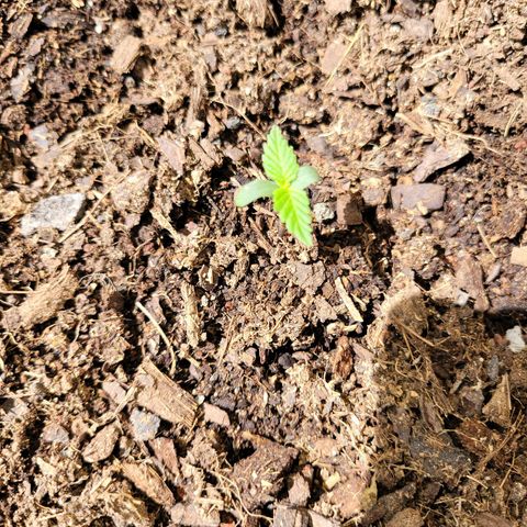 Súper Lemon Haze auto growlog timeline photo