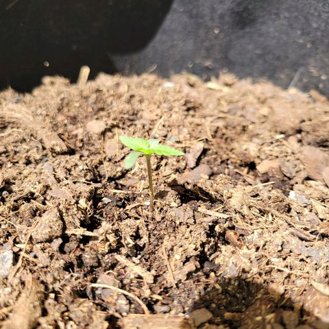 Súper Lemon Haze auto growlog timeline photo