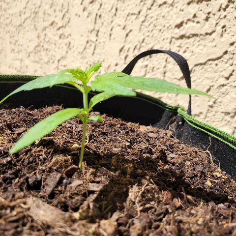 Runtz Auto growlog timeline photo
