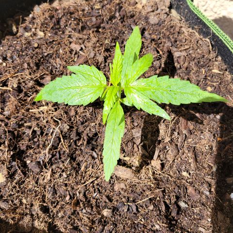 Runtz Auto growlog timeline photo