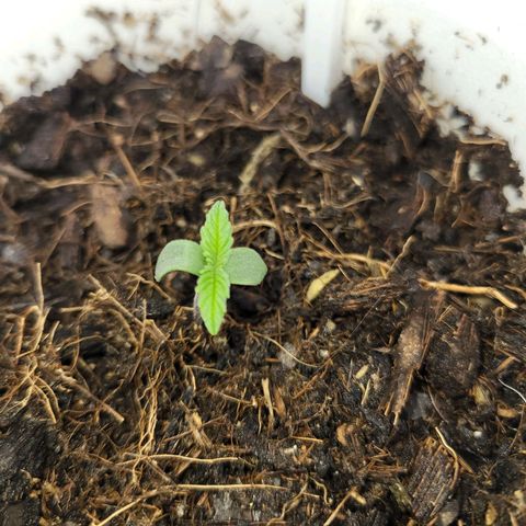 Gorilla Glue #4 growlog timeline photo