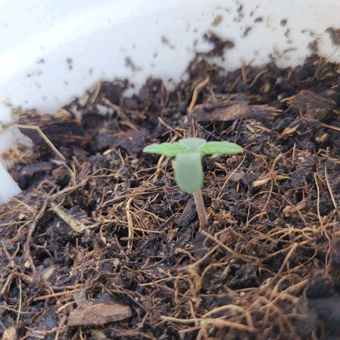 Gorilla Glue #4 growlog timeline photo