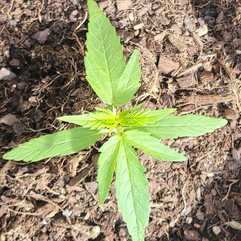 Runtz Auto growlog timeline photo