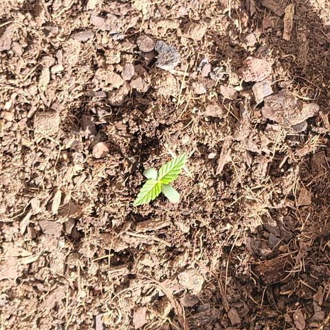 Súper Lemon Haze auto growlog timeline photo