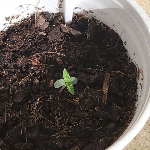 Gorilla Glue #4 growlog timeline photo