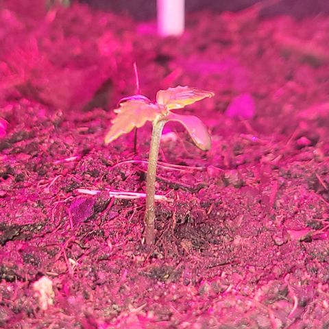 Súper Lemon Haze auto growlog timeline photo