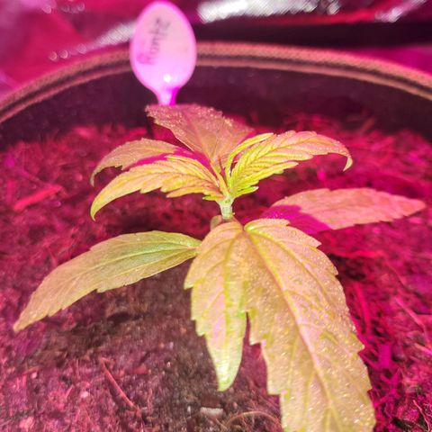 Runtz Auto growlog timeline photo