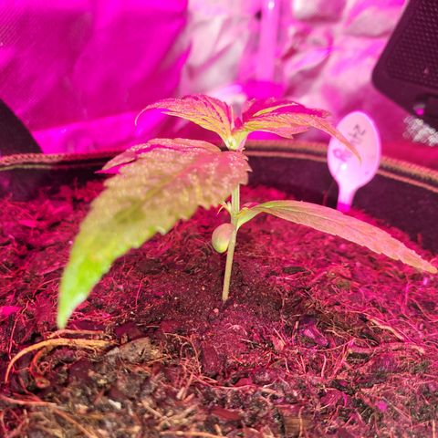 Runtz Auto growlog timeline photo