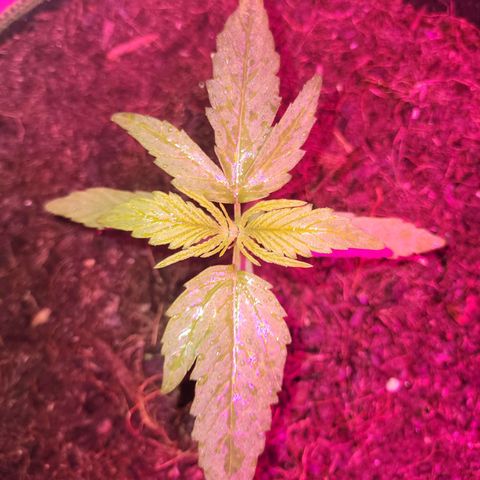 Runtz Auto growlog timeline photo