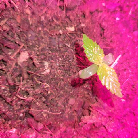 Súper Lemon Haze auto growlog timeline photo