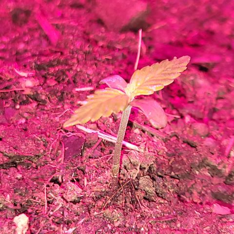 Súper Lemon Haze auto growlog timeline photo