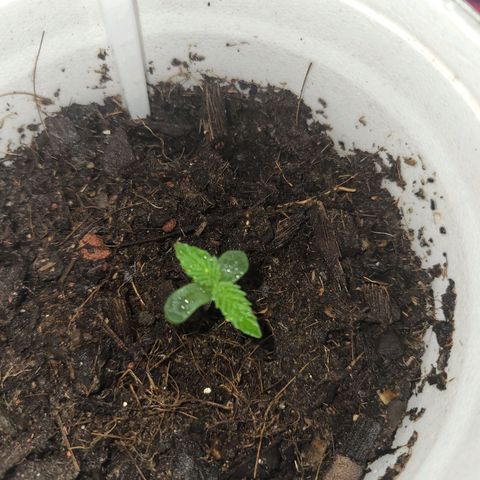 Gorilla Glue #4 growlog timeline photo