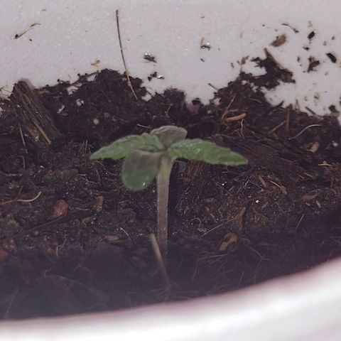 Gorilla Glue #4 growlog timeline photo