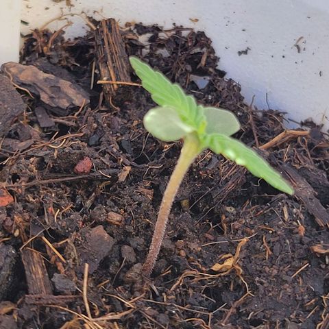 Gorilla Glue #4 growlog timeline photo