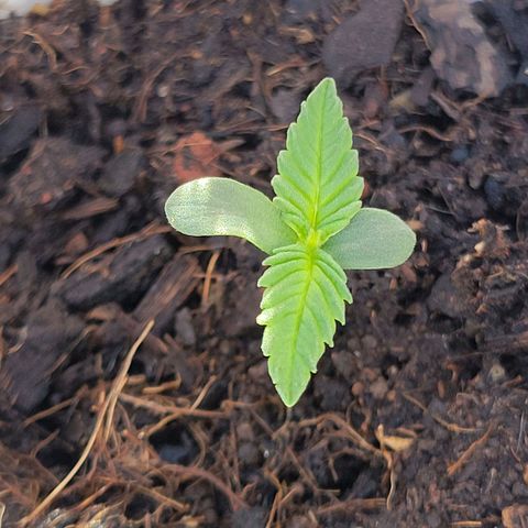 Gorilla Glue #4 growlog timeline photo