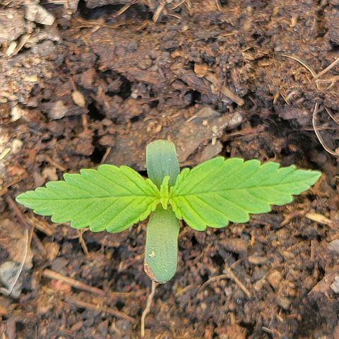 Súper Lemon Haze auto growlog timeline photo