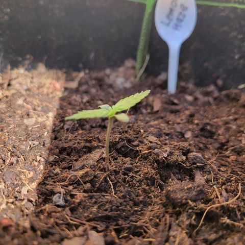 Súper Lemon Haze auto growlog timeline photo