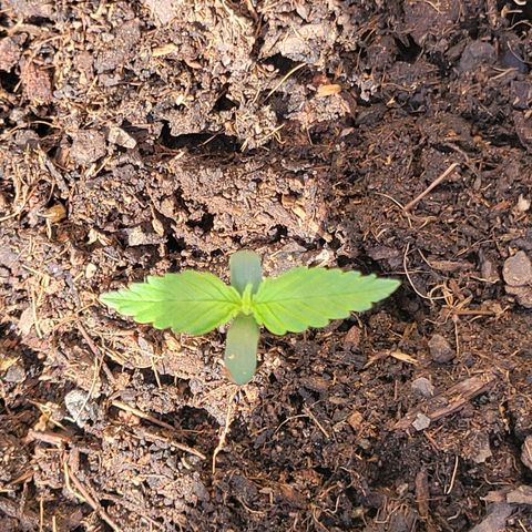 Súper Lemon Haze auto growlog timeline photo
