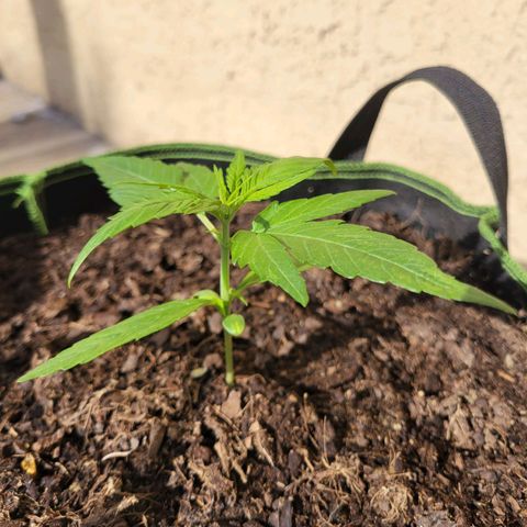 Runtz Auto growlog timeline photo