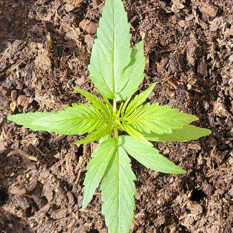 Runtz Auto growlog timeline photo