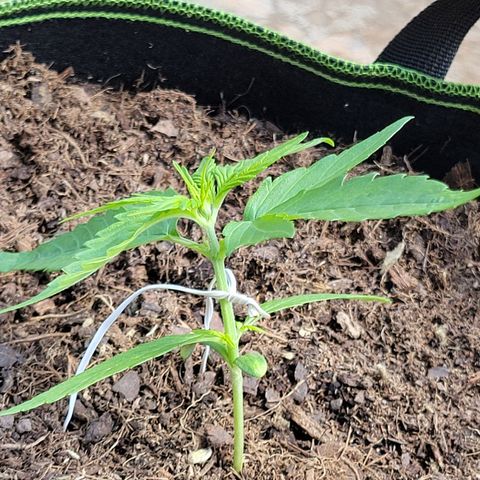 Runtz Auto growlog photo: LST LEVE