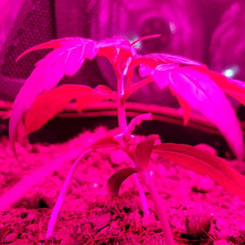 Runtz Auto growlog timeline photo
