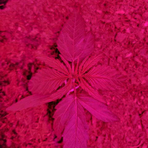 Runtz Auto growlog timeline photo