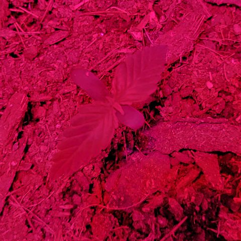 Súper Lemon Haze auto growlog timeline photo