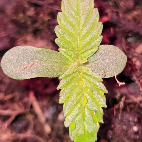 Gorilla Glue #4 growlog timeline photo
