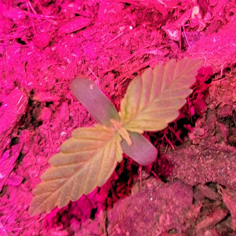 Súper Lemon Haze auto growlog timeline photo