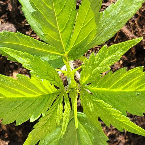 Runtz Auto growlog timeline photo