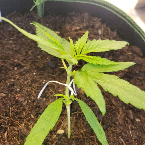 Runtz Auto growlog timeline photo
