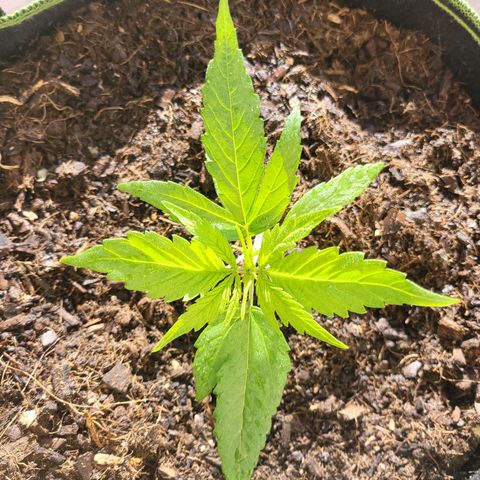 Runtz Auto growlog timeline photo