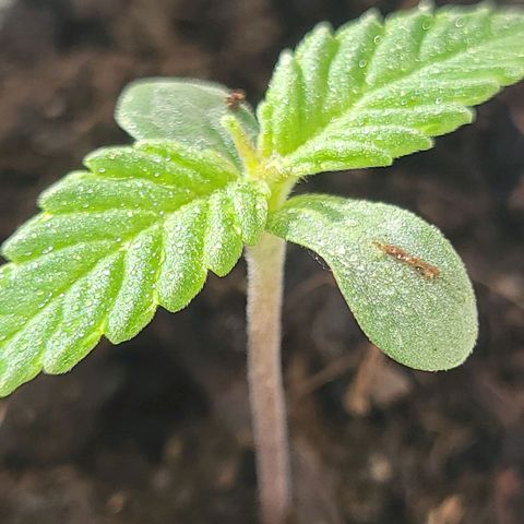 Gorilla Glue #4 growlog timeline photo