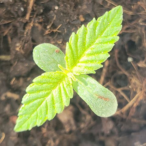 Gorilla Glue #4 growlog timeline photo