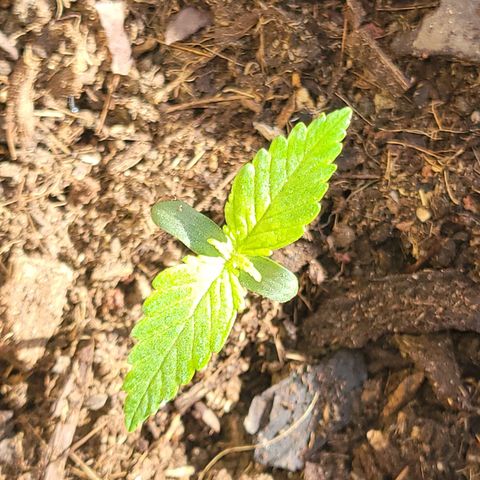 Súper Lemon Haze auto growlog timeline photo
