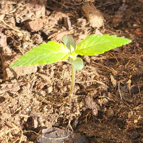 Súper Lemon Haze auto growlog timeline photo
