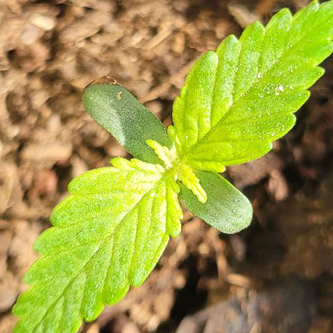 Súper Lemon Haze auto growlog timeline photo