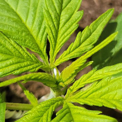 Runtz Auto growlog timeline photo