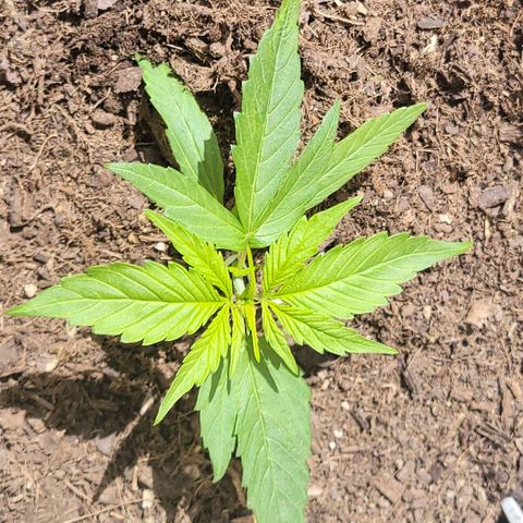 Runtz Auto growlog timeline photo