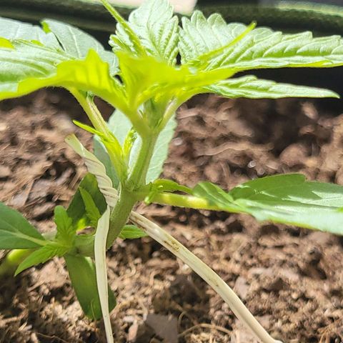 Runtz Auto growlog timeline photo