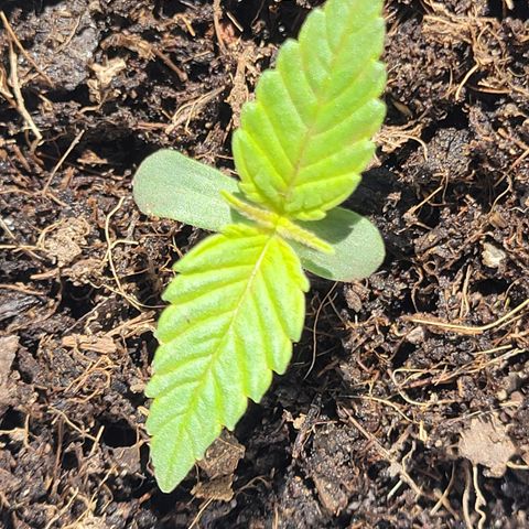 Gorilla Glue #4 growlog timeline photo