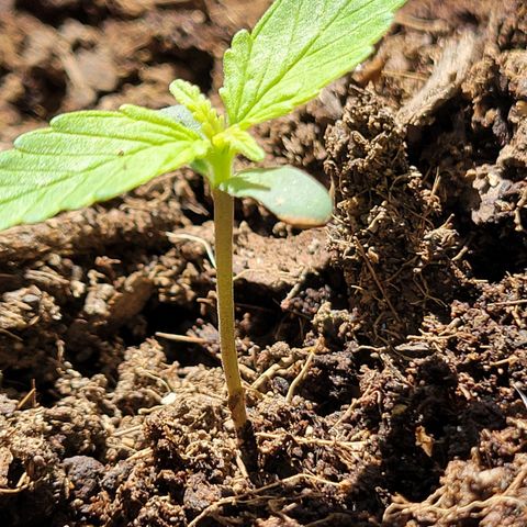 Súper Lemon Haze auto growlog timeline photo