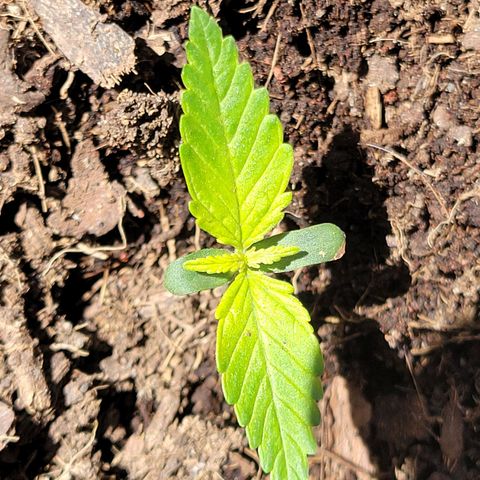 Súper Lemon Haze auto growlog timeline photo