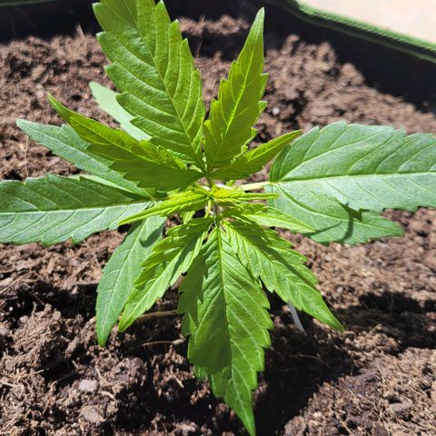 Runtz Auto growlog timeline photo