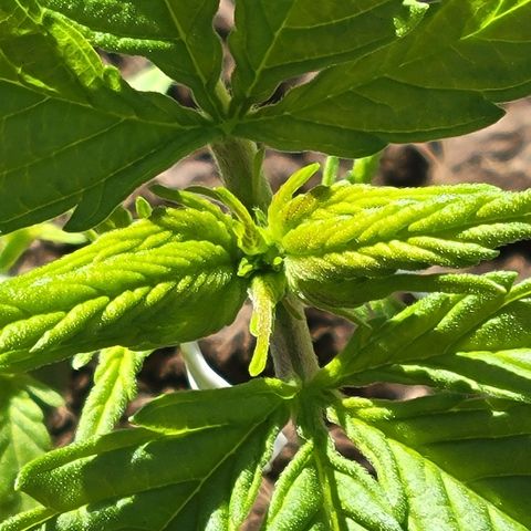 Runtz Auto growlog timeline photo